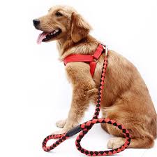 Fancy Dog Leash Chain
